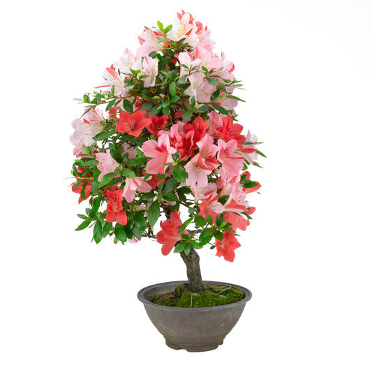 Rhododendron indicum 'Yumekoyo' (Satsuki-Azalee), Höhe ~62cm