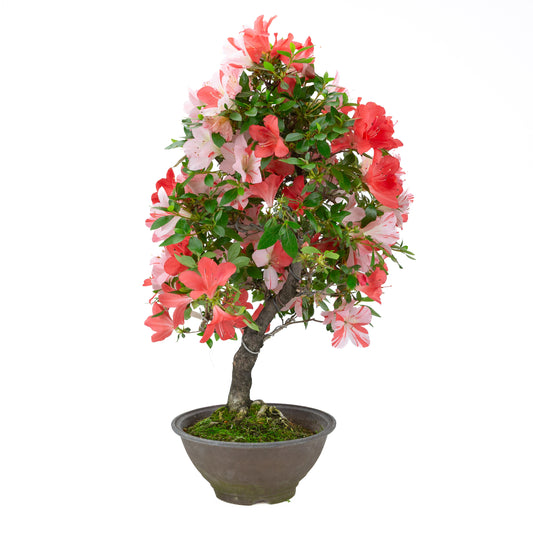 Rhododendron indicum 'Yumekoyo' (Satsuki-Azalee), Höhe ~62cm
