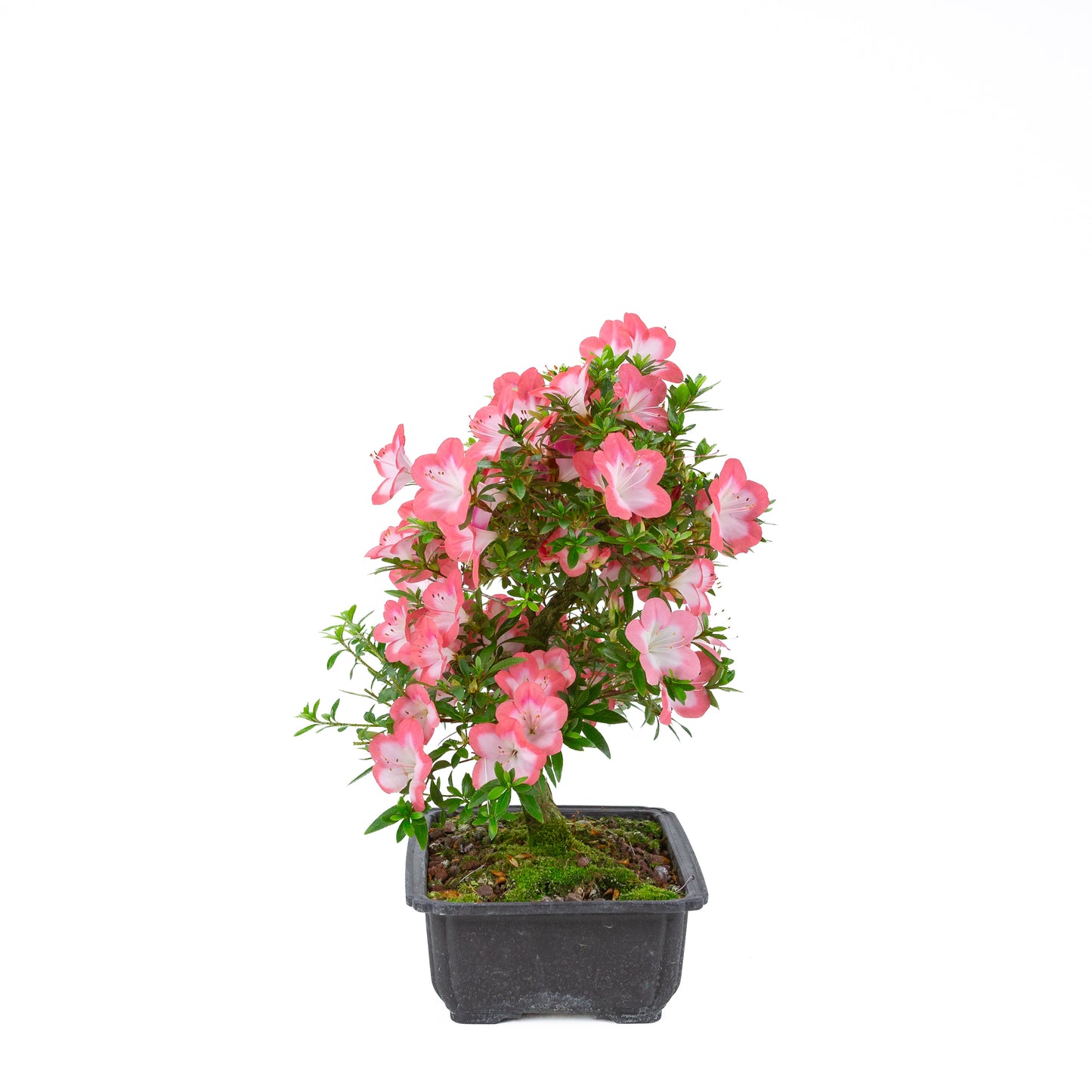 Rhododendron indicum 'Sakura' (satsuki azalea), hoogte ~44cm