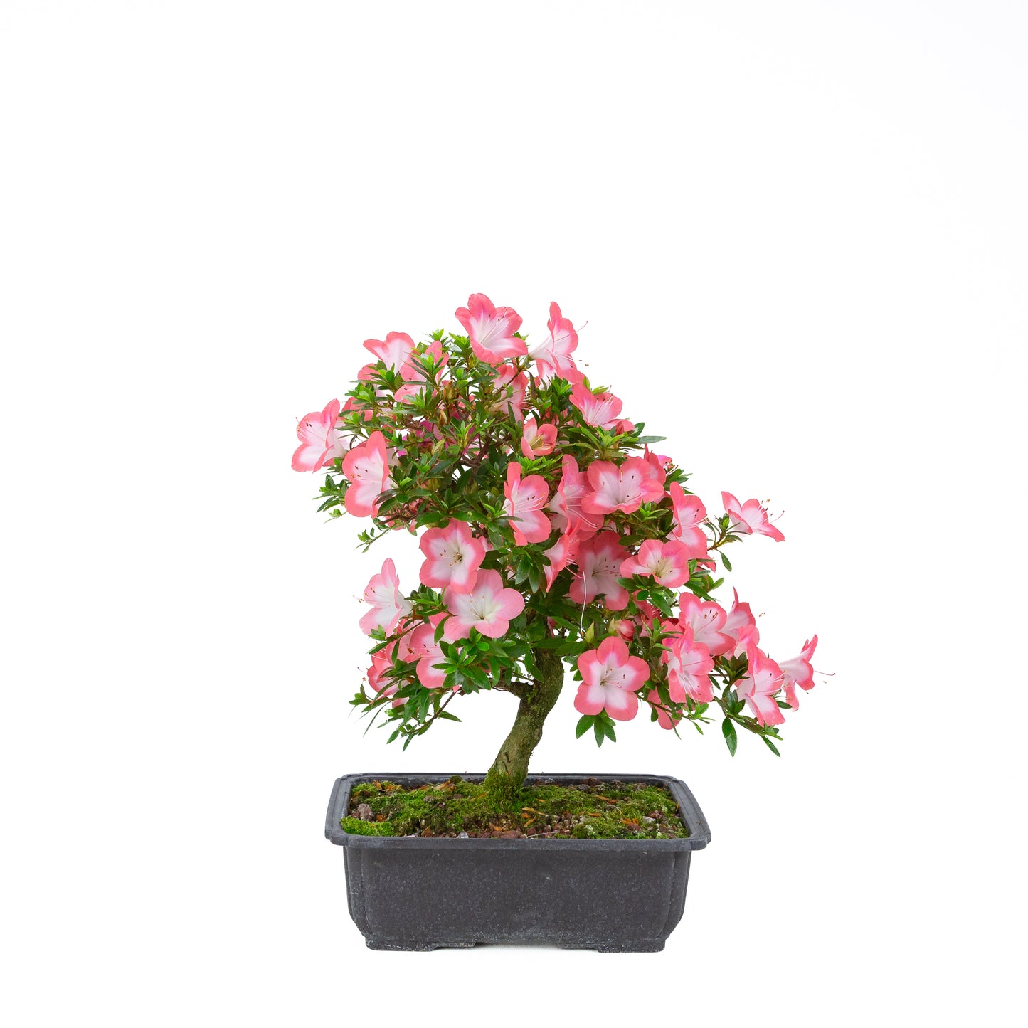 Rhododendron indicum 'Sakura' (satsuki azalea), hoogte ~44cm