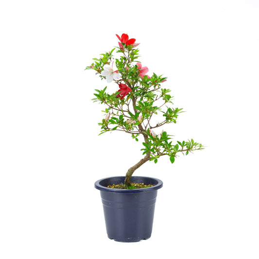 Rhododendron indicum 'Kangiten' (Satsuki-Azalee), Höhe ~53cm