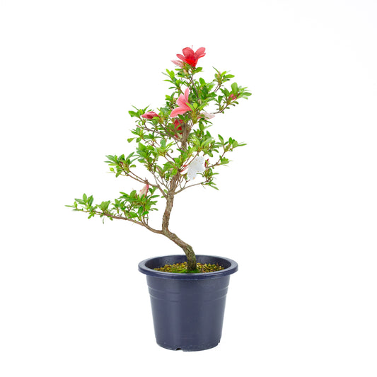 Rhododendron indicum 'Kangiten' (Satsuki-Azalee), Höhe ~53cm