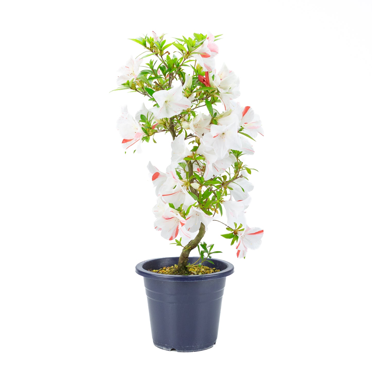 Rhododendron indicum 'Umihotaru' (satsuki azalea), hoogte ~58cm