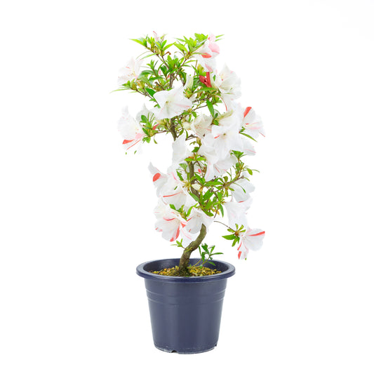 Rhododendron indicum 'Umihotaru' (satsuki azalea), hoogte ~58cm