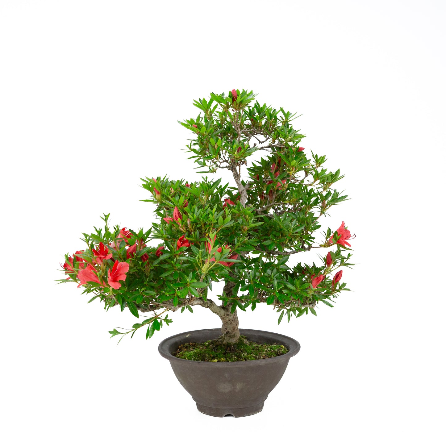 Rhododendron indicum 'Kinka' (satsuki azalea), hoogte ~53cm