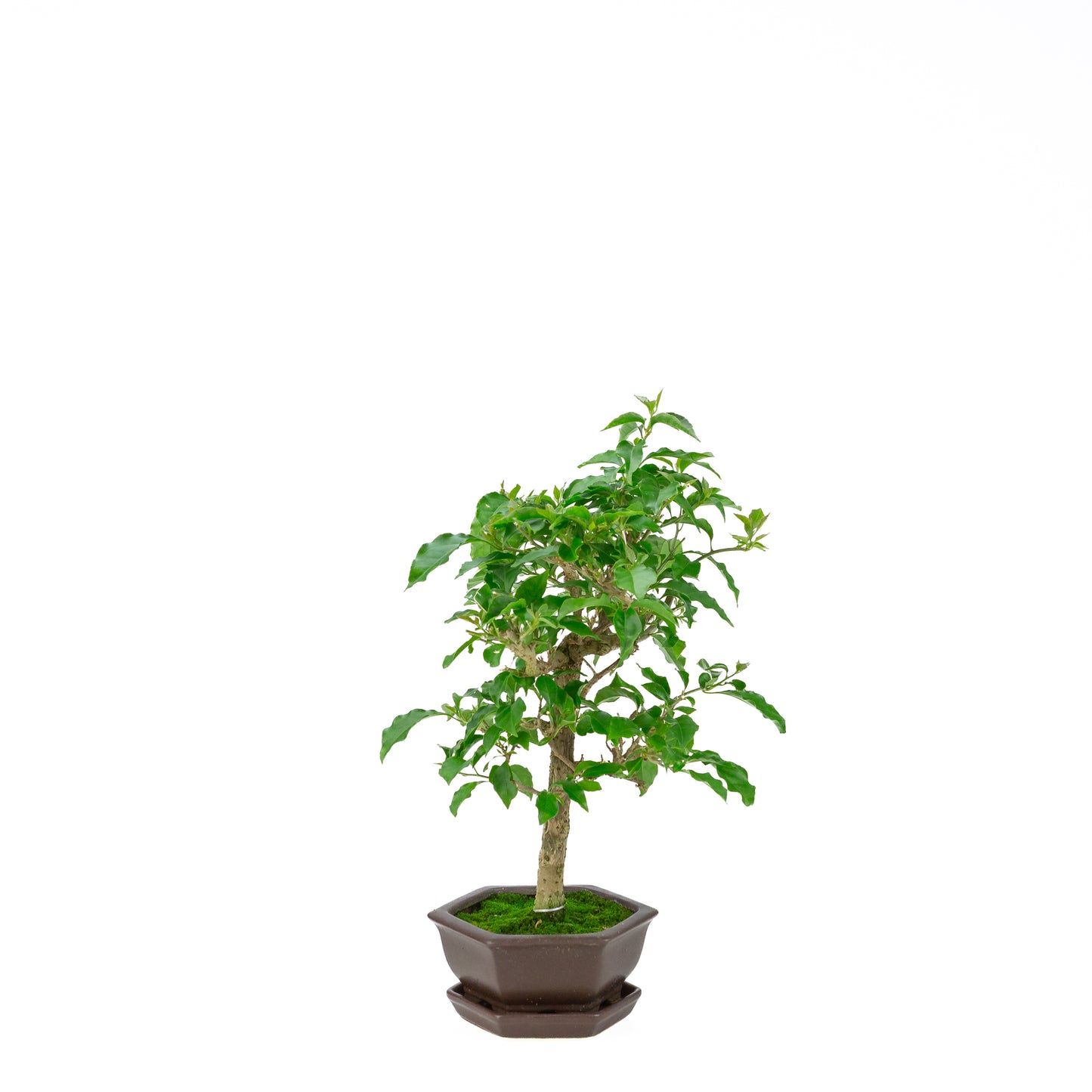 Bougainvillea glabra, hoogte ~36cm