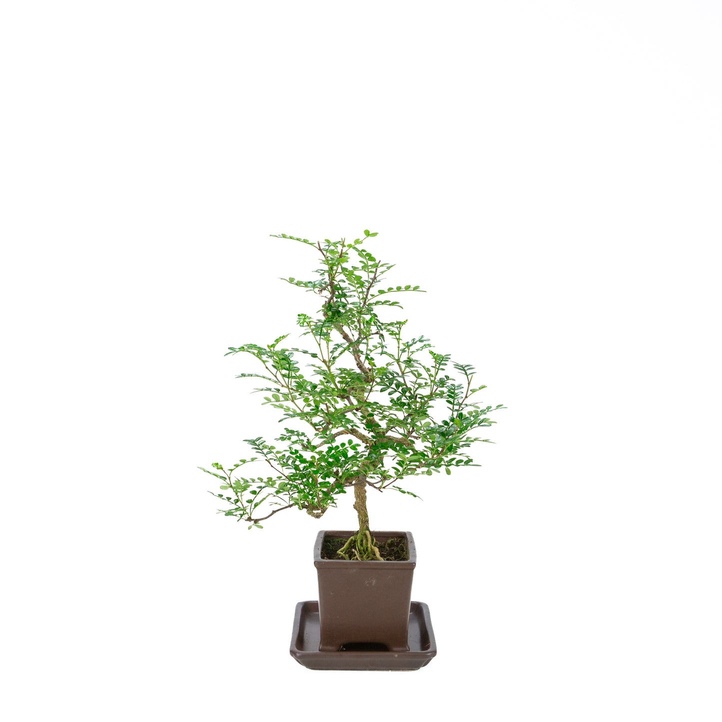 Zanthoxylum piperitum (peperboom), hoogte ~39cm
