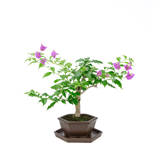 Bougainvillea glabra, Höhe ~35cm