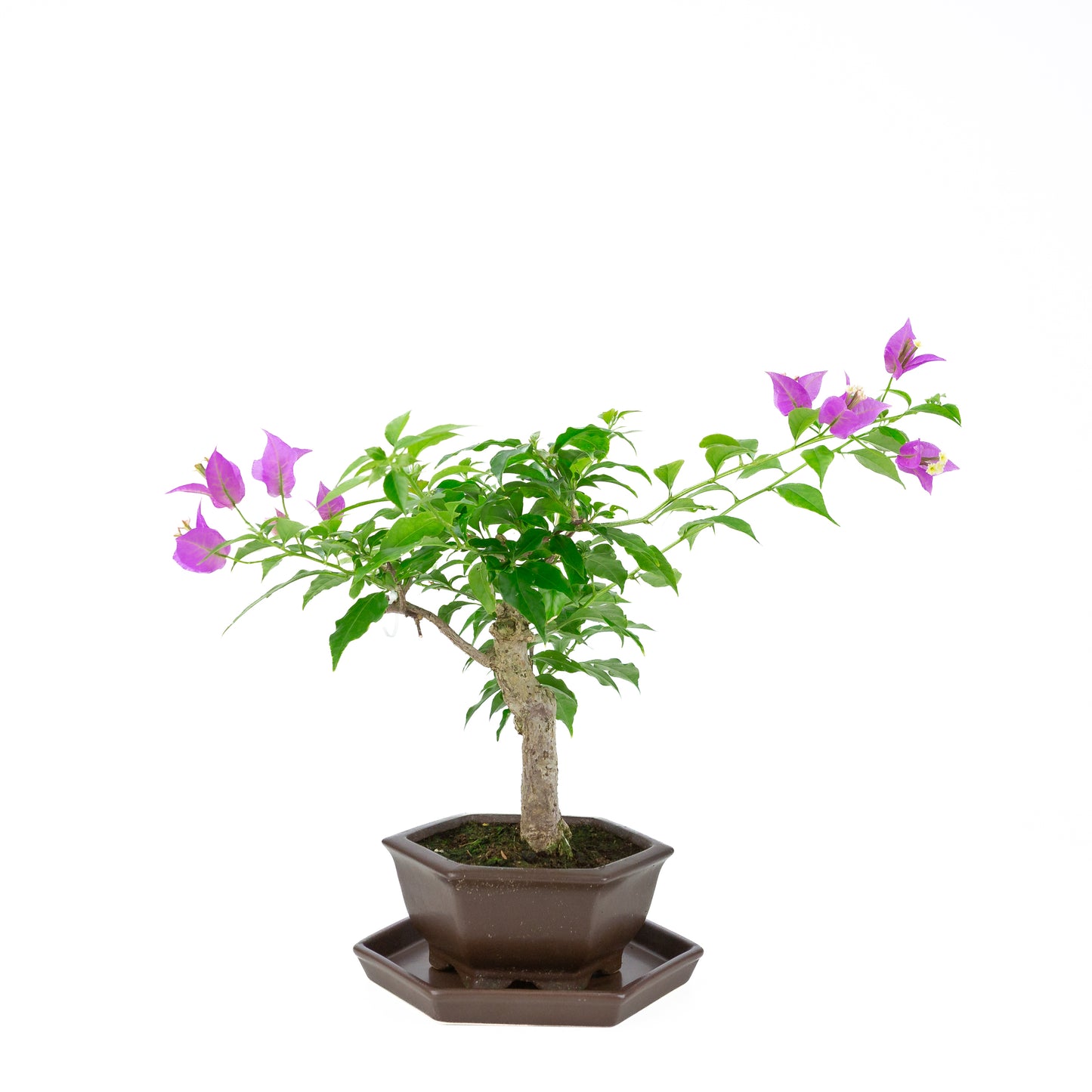 Bougainvillea glabra, hoogte ~35cm