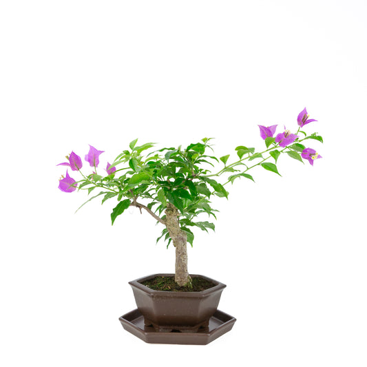 Bougainvillea glabra, Höhe ~35cm