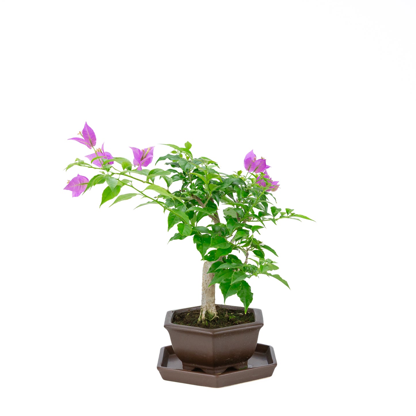 Bougainvillea glabra, hoogte ~35cm