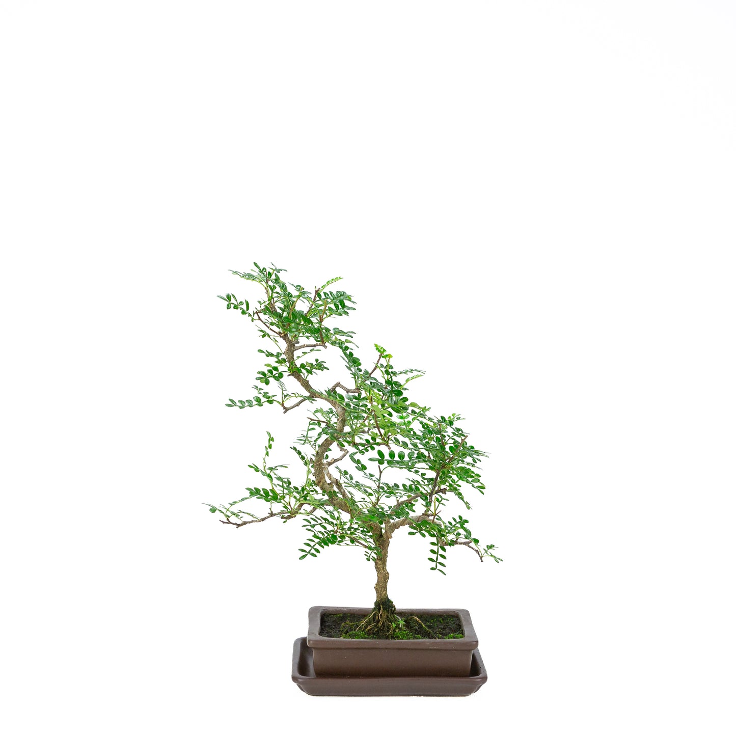 Zanthoxylum piperitum (peperboom), hoogte ~38cm