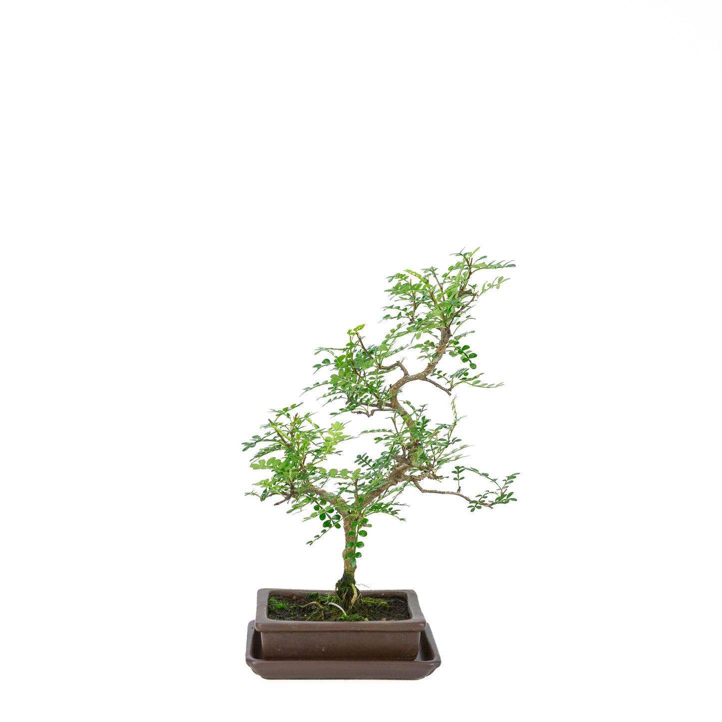 Zanthoxylum piperitum (peperboom), hoogte ~38cm
