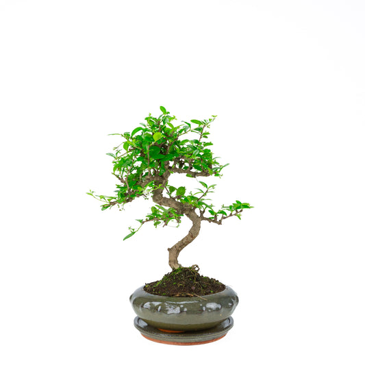 Carmona Bonsai (Fukien Tee) in grünem Rundtopf 21cm, Höhe ~40cm