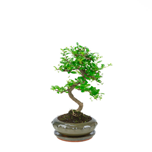 Carmona Bonsai (Fukien Tee) in grünem Rundtopf 21cm, Höhe ~40cm