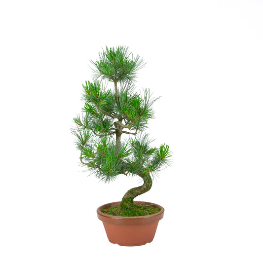 Pinus parviflora (Japanische Mädchenkiefer) Terrakottatopf 19 cm, Höhe ~53 cm