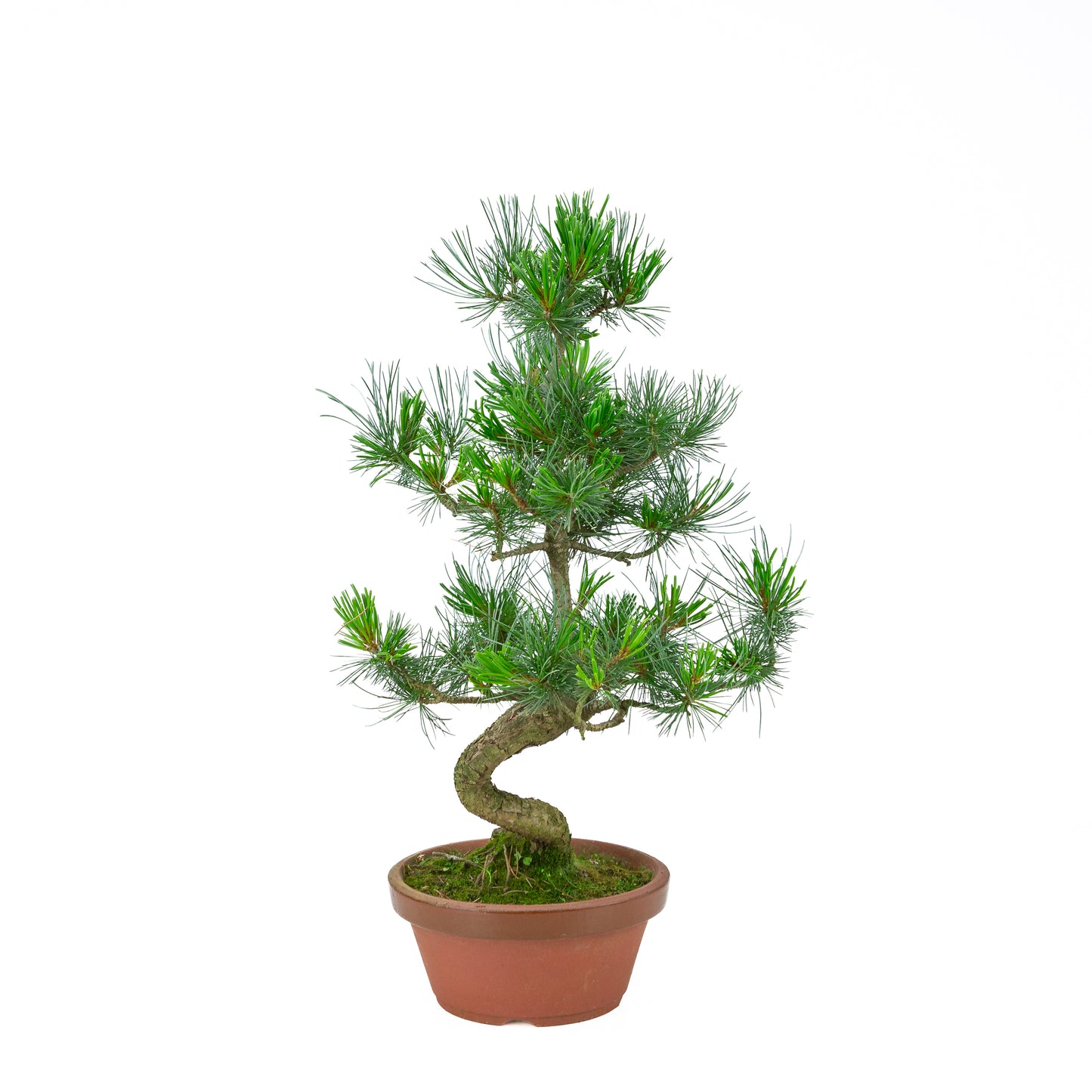Pinus parviflora (Japanische Mädchenkiefer) Terrakottatopf 19 cm, Höhe ~53 cm