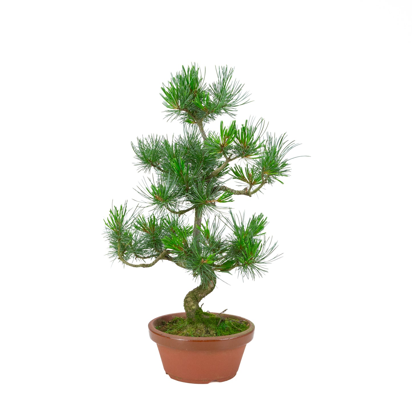 Pinus parviflora (Japanische Mädchenkiefer) Terrakottatopf 19 cm, Höhe ~53 cm