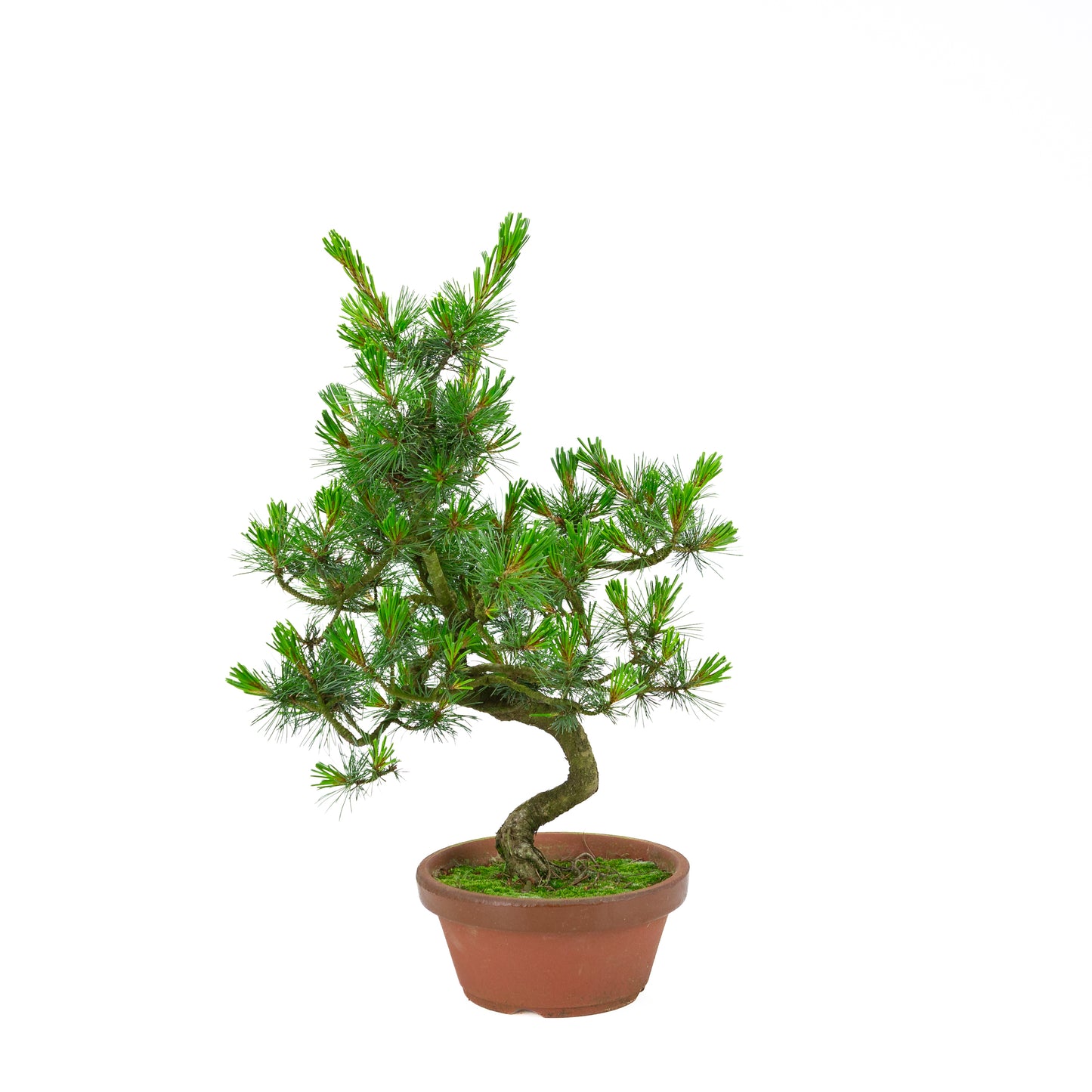 Pinus parviflora (Japanische Mädchenkiefer) Terrakottatopf 19 cm, Höhe ~48 cm