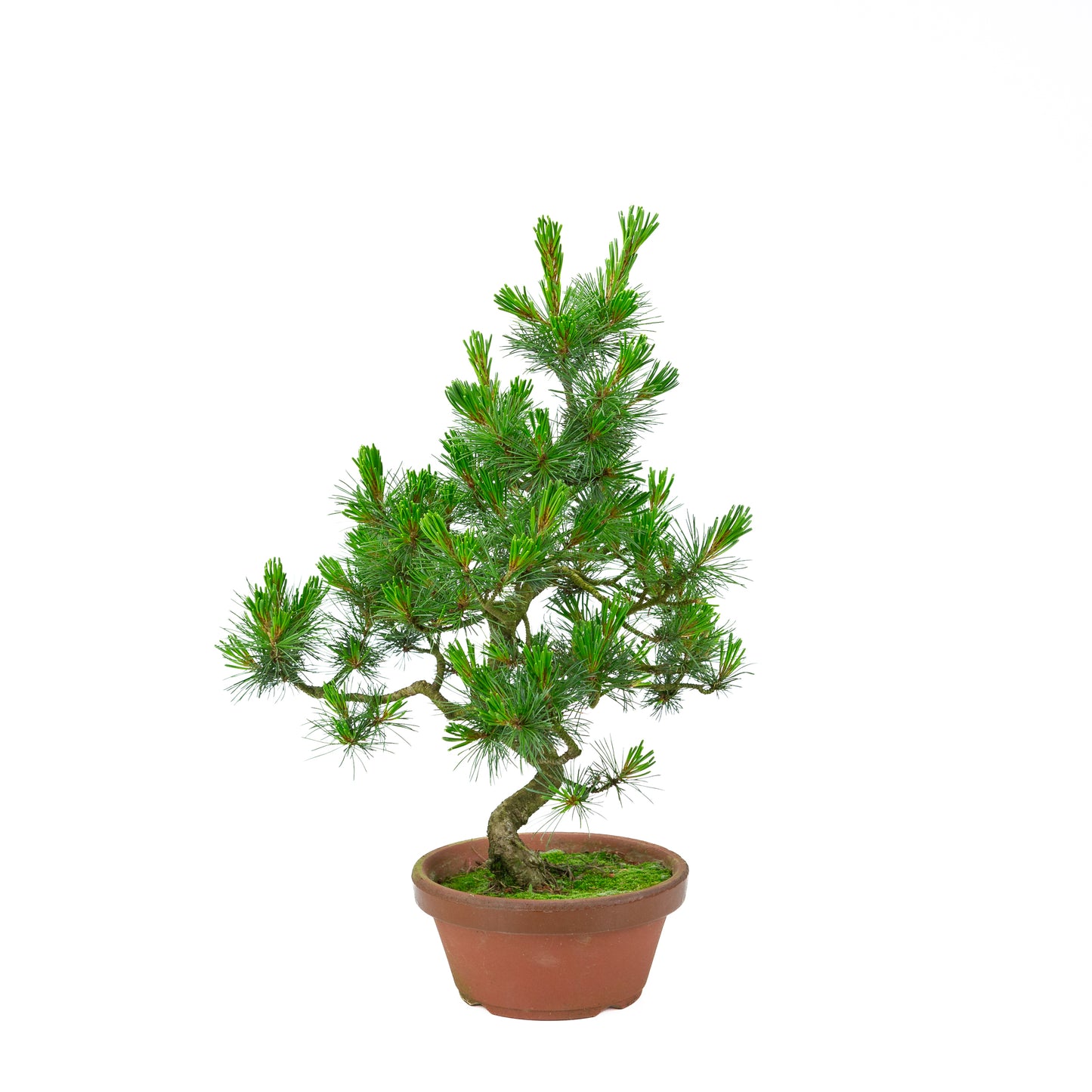 Pinus parviflora (Japanische Mädchenkiefer) Terrakottatopf 19 cm, Höhe ~48 cm