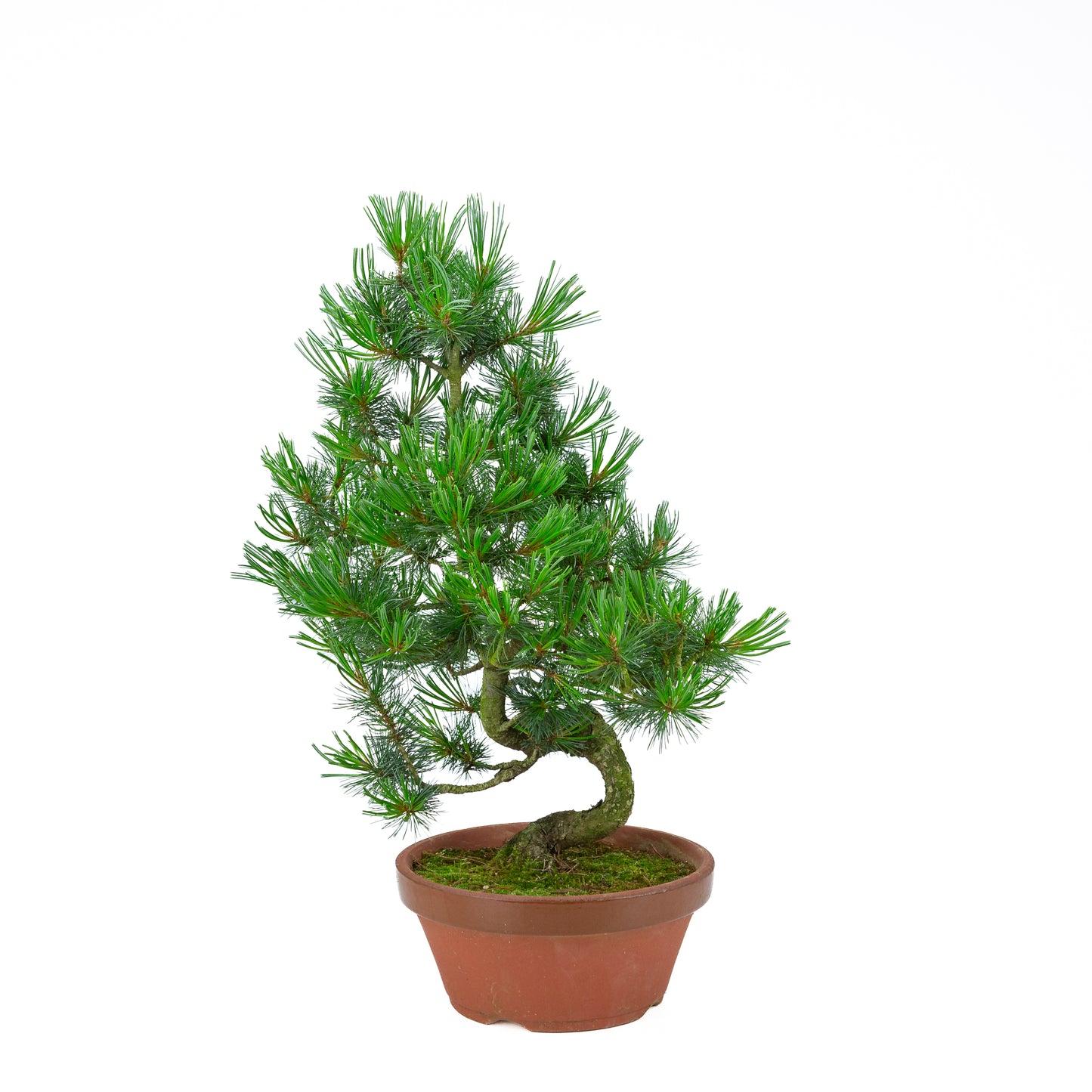 Pinus parviflora (Japanische Mädchenkiefer) Terrakottatopf 22 cm, Höhe ~55 cm