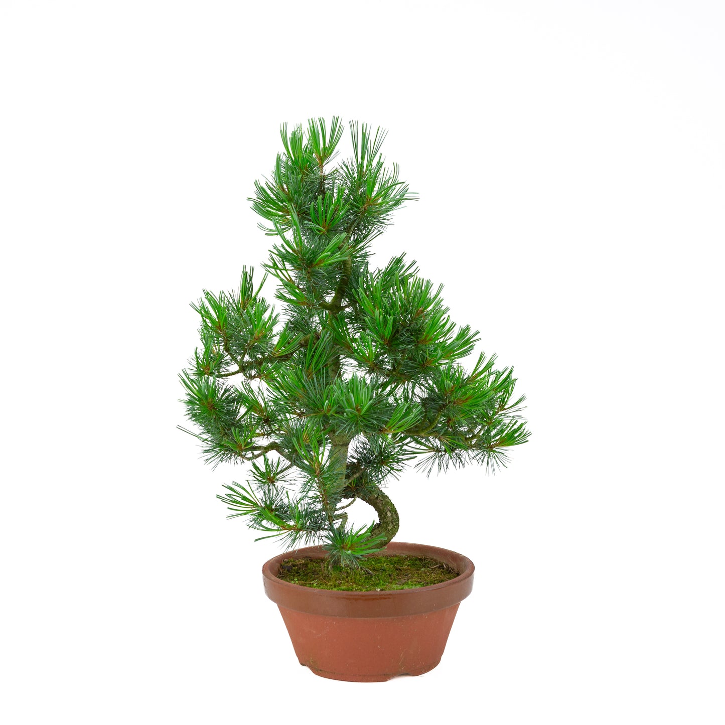 Pinus parviflora (Japanische Mädchenkiefer) Terrakottatopf 22 cm, Höhe ~55 cm