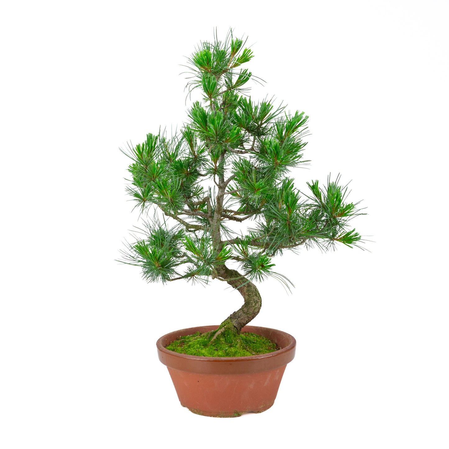 Pinus parviflora (Japanische Mädchenkiefer) Terrakottatopf 22 cm, Höhe ~58 cm