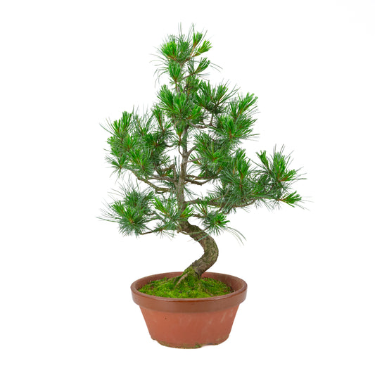 Pinus parviflora (Japanische Mädchenkiefer) Terrakottatopf 22 cm, Höhe ~58 cm