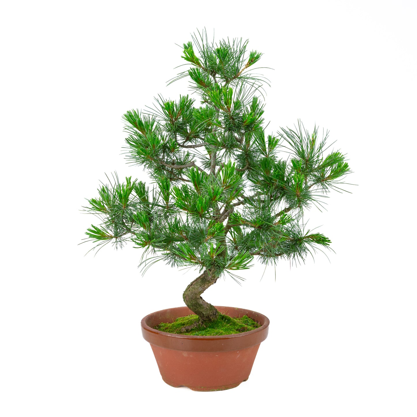 Pinus parviflora (Japanische Mädchenkiefer) Terrakottatopf 22 cm, Höhe ~58 cm