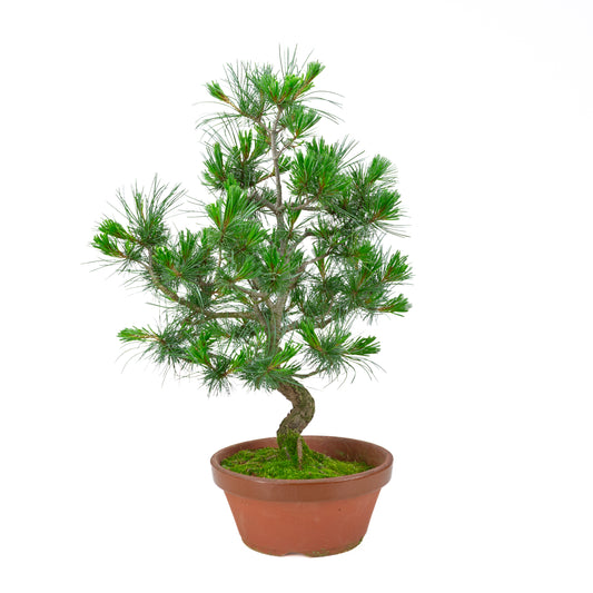 Pinus parviflora (Japanische Mädchenkiefer) Terrakottatopf 22 cm, Höhe ~58 cm