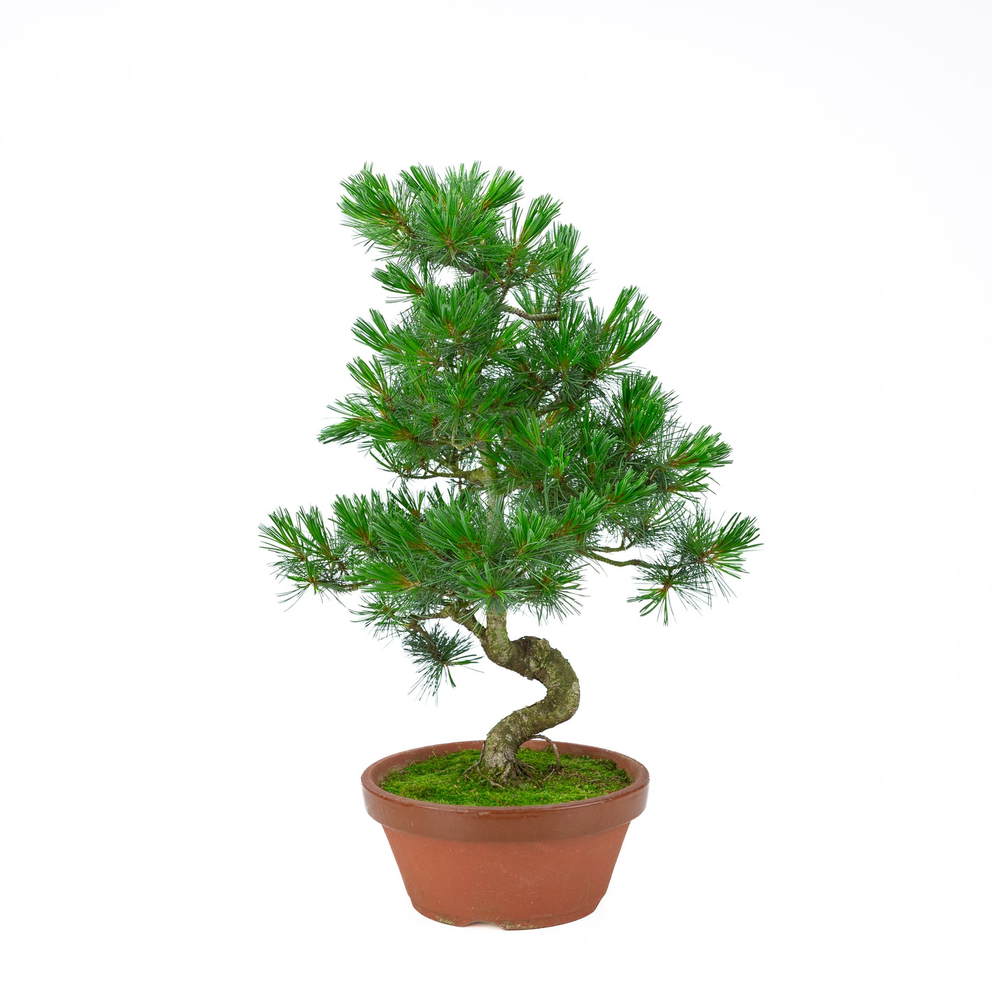 Pinus parviflora (Japanische Mädchenkiefer) Terrakotta-Topf 22 cm, Höhe ~57 cm