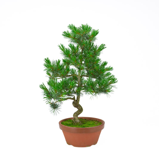 Pinus parviflora (Japanische Mädchenkiefer) Terrakotta-Topf 22 cm, Höhe ~57 cm