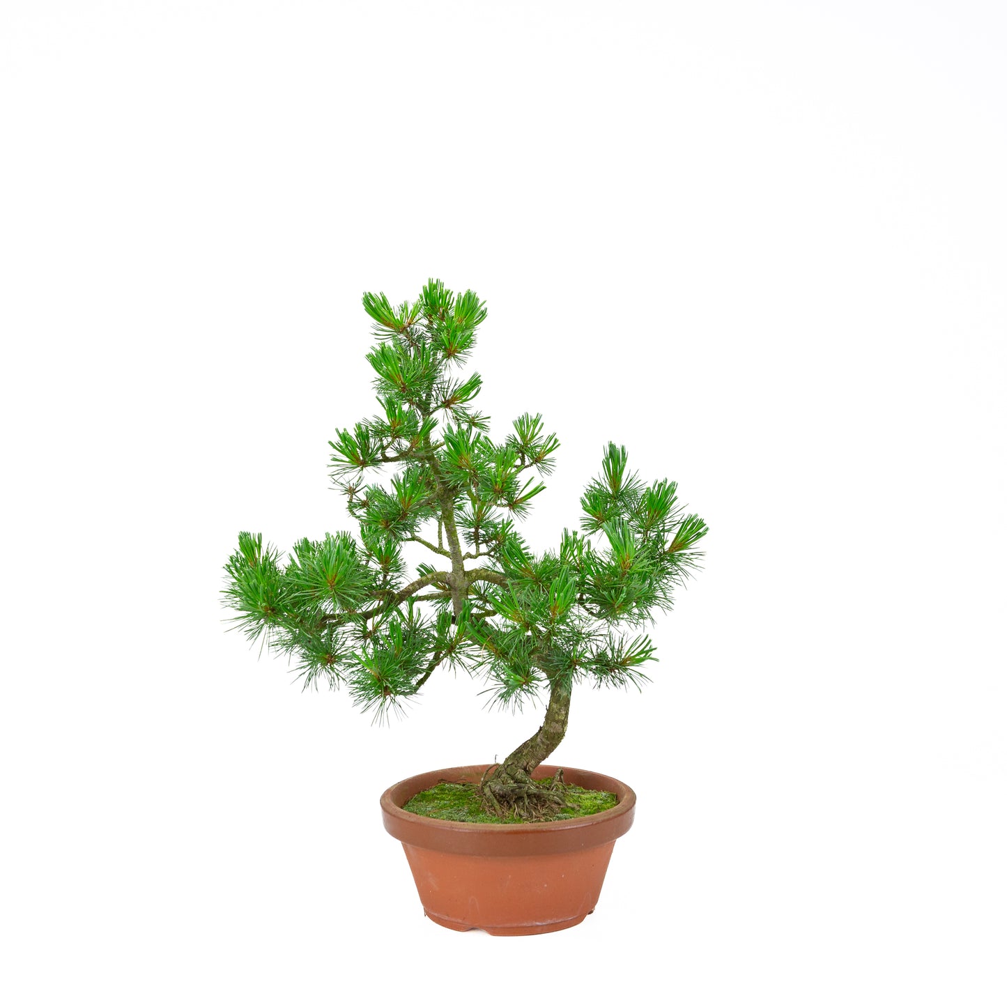 Pinus parviflora (Japanische Mädchenkiefer) Terrakottatopf 19 cm, Höhe ~45 cm