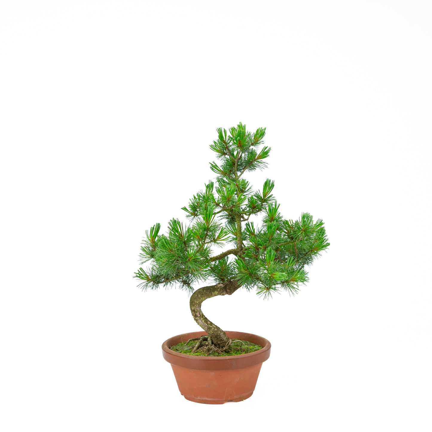 Pinus parviflora (Japanische Mädchenkiefer) Terrakottatopf 19 cm, Höhe ~45 cm