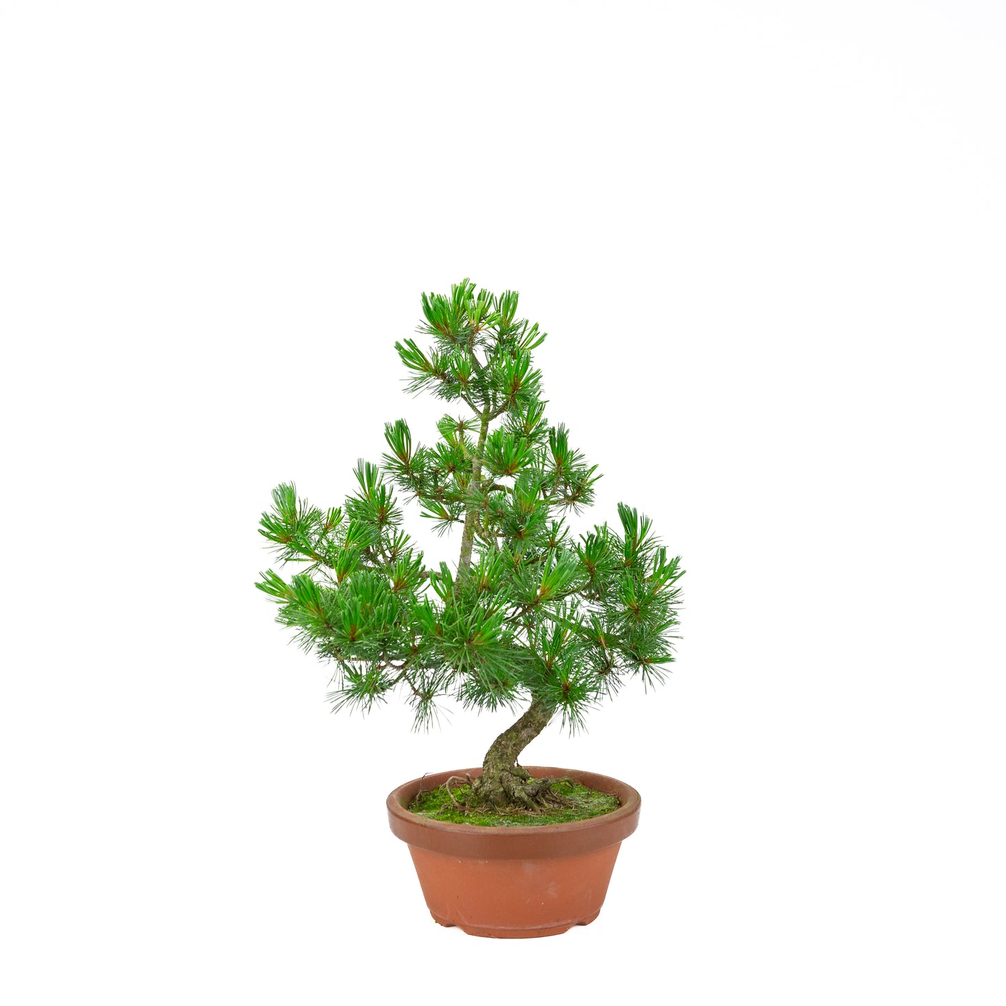 Pinus parviflora (Japanische Mädchenkiefer) Terrakottatopf 19 cm, Höhe ~45 cm