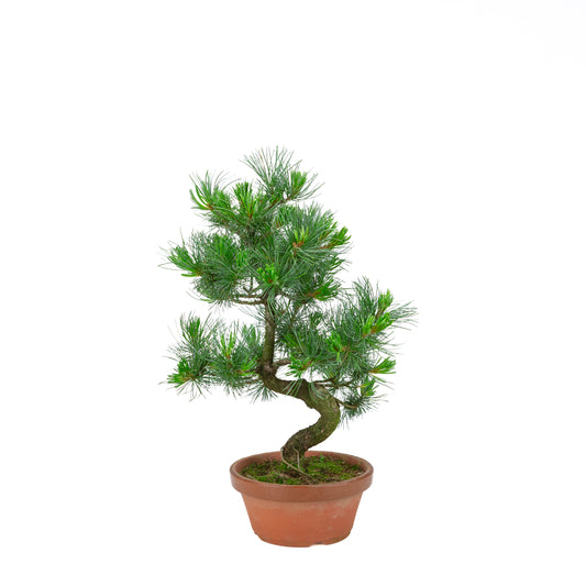 Pinus parviflora (Japanische Mädchenkiefer) Terrakottatopf 19 cm, Höhe ~49 cm