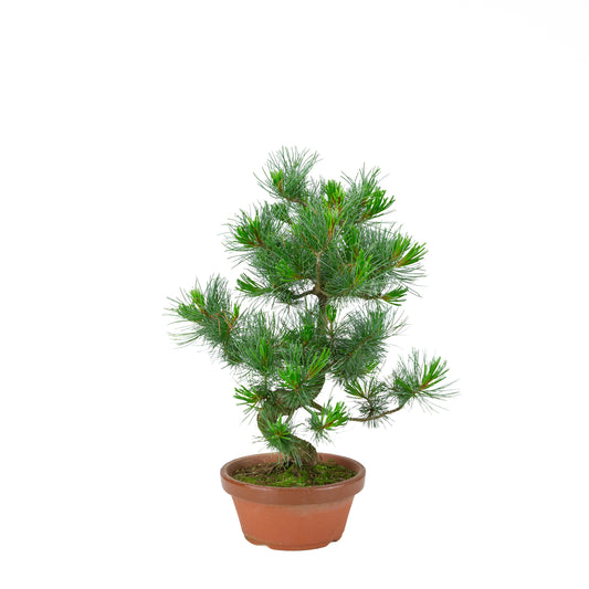 Pinus parviflora (Japanische Mädchenkiefer) Terrakottatopf 19 cm, Höhe ~49 cm