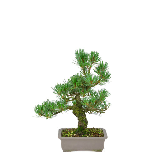 Pinus parviflora (Japanische Mädchenkiefer), Höhe ca. 32 cm
