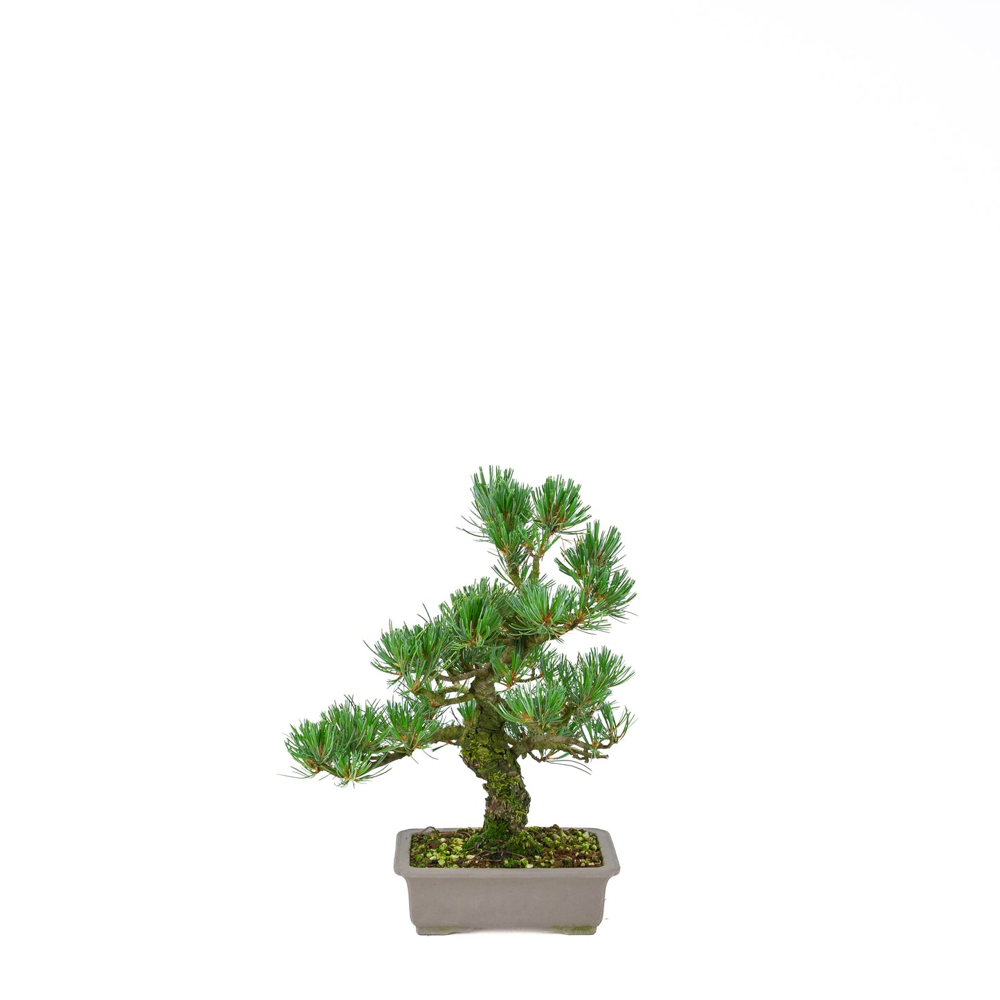 Pinus parviflora (Japanische Mädchenkiefer), Höhe ca. 32 cm