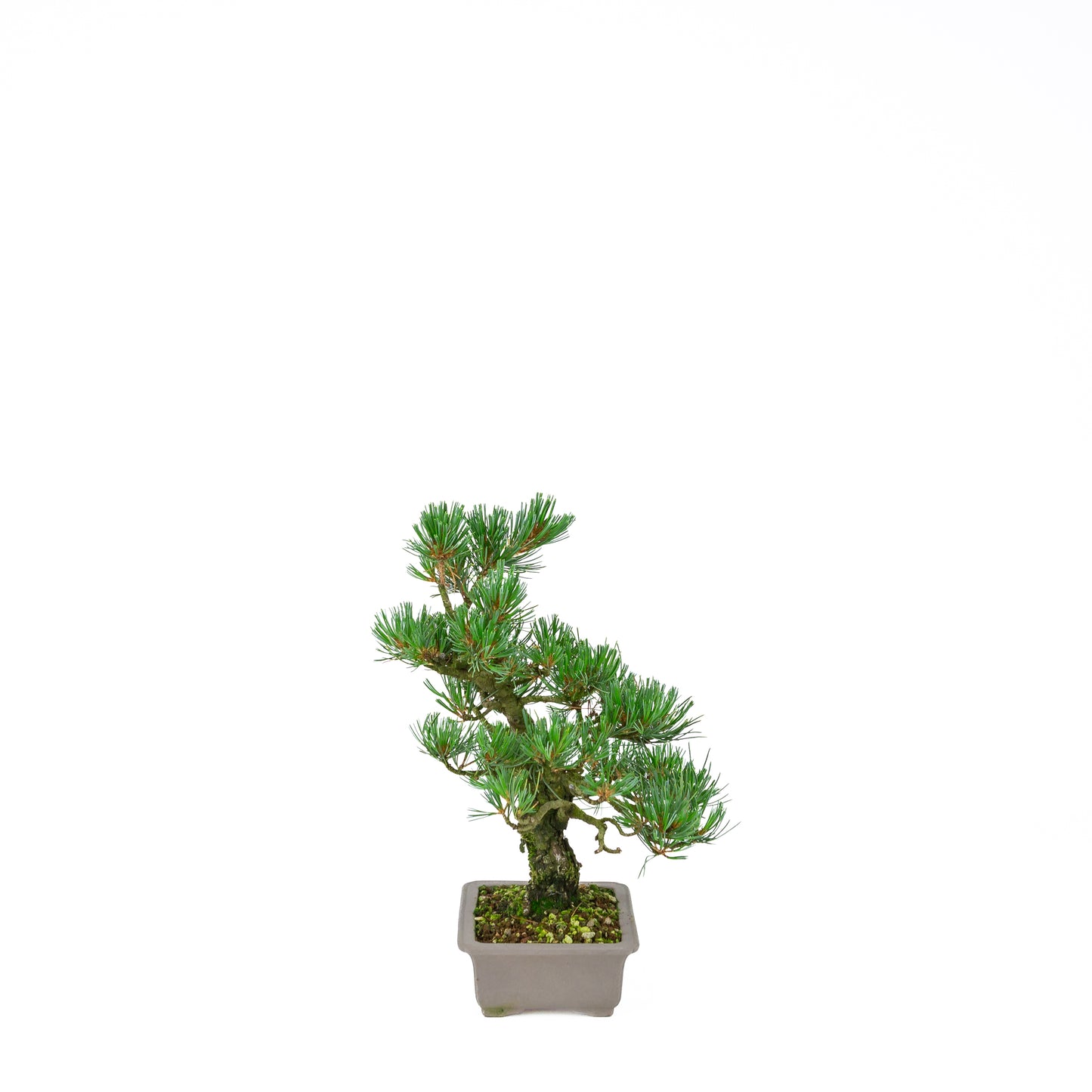 Pinus parviflora (Japanische Mädchenkiefer), Höhe ca. 32 cm