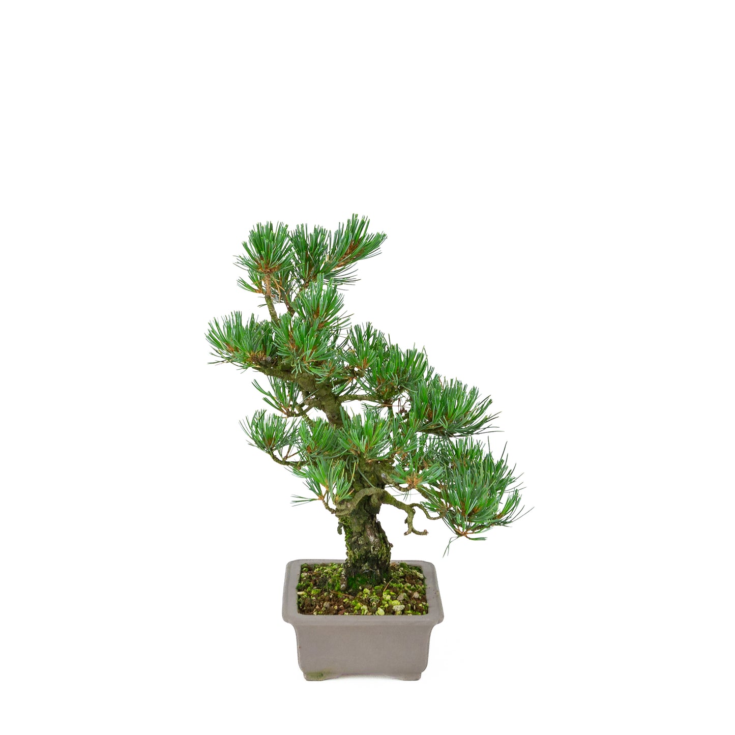 Pinus parviflora (Japanische Mädchenkiefer), Höhe ca. 32 cm