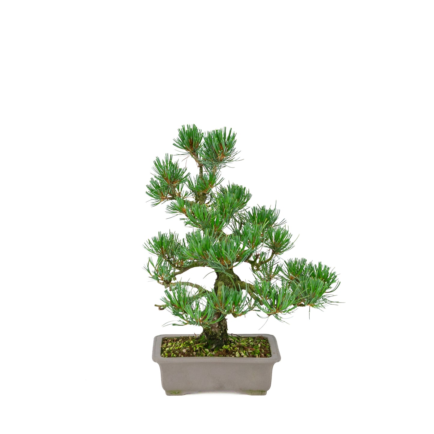 Pinus parviflora (Japanische Mädchenkiefer), Höhe ca. 32 cm