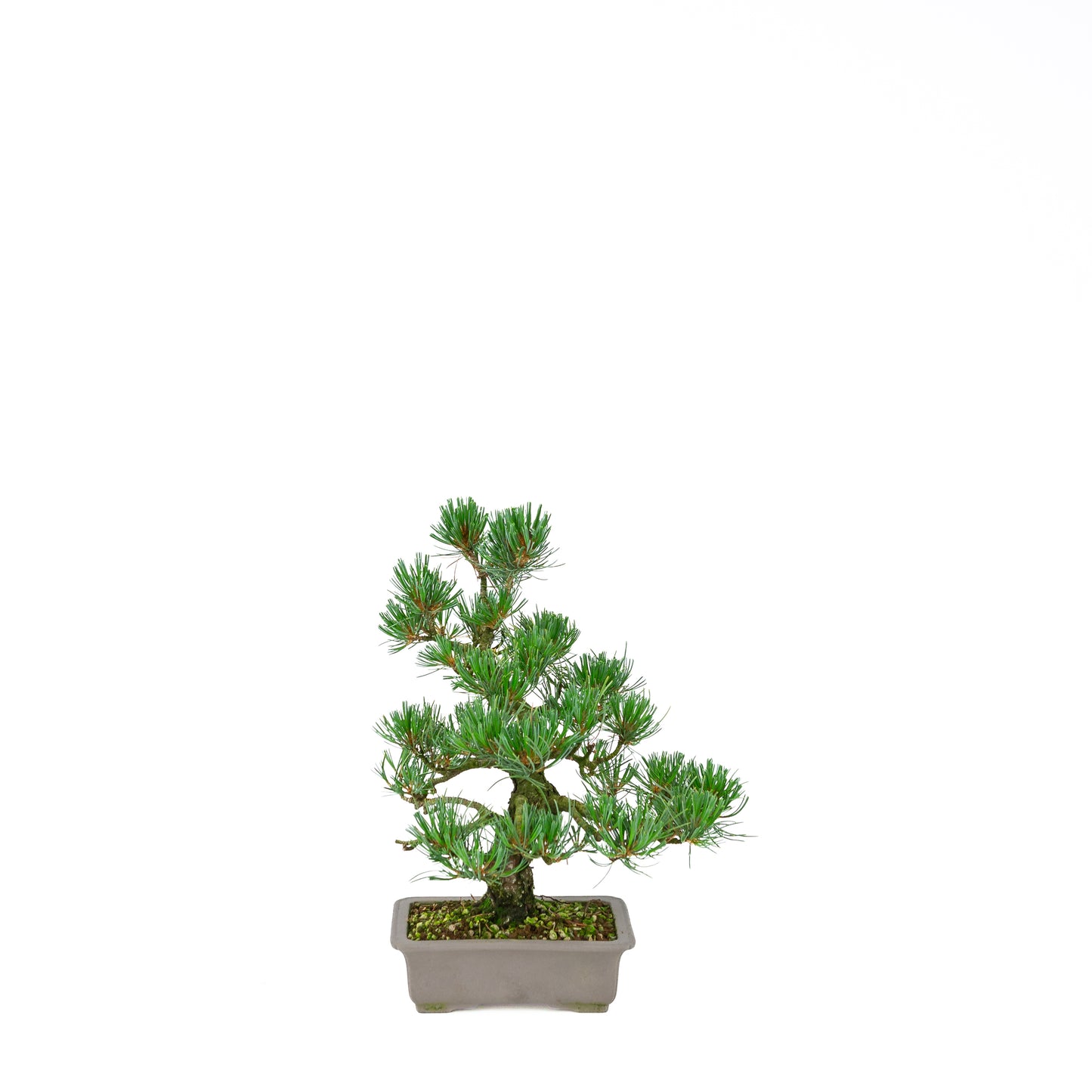 Pinus parviflora (Japanische Mädchenkiefer), Höhe ca. 32 cm