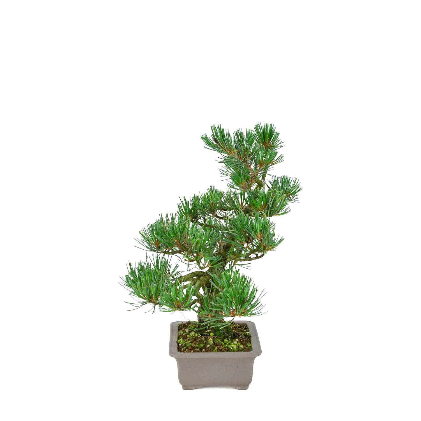 Pinus parviflora (Japanische Mädchenkiefer), Höhe ca. 32 cm