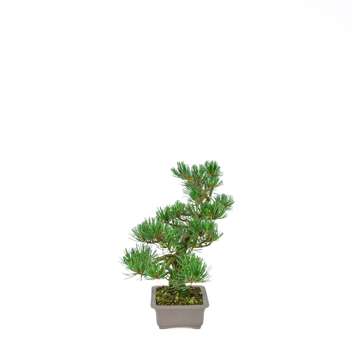 Pinus parviflora (Japanische Mädchenkiefer), Höhe ca. 32 cm