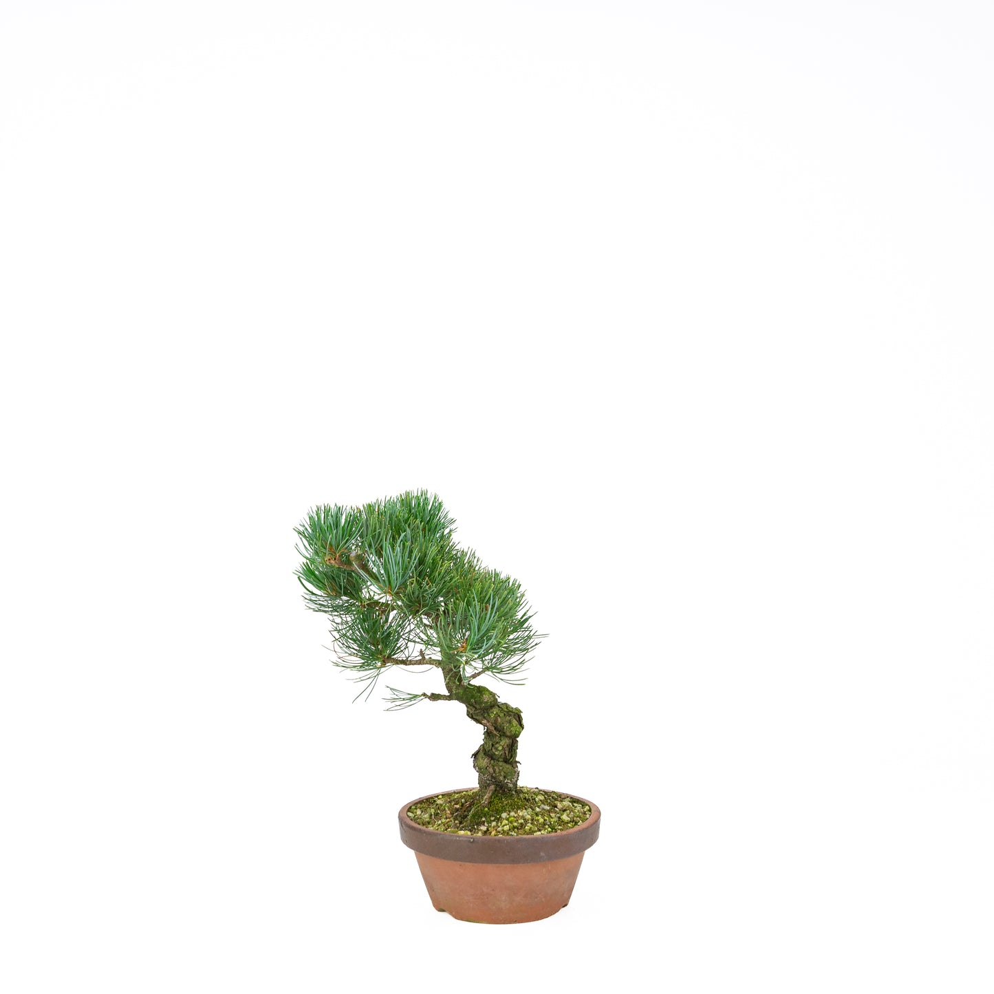 Pinus parviflora (Japanische Weymouth-Kiefer), Höhe ~30 cm
