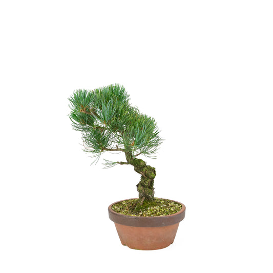 Pinus parviflora (Japanische Weymouth-Kiefer), Höhe ~30 cm