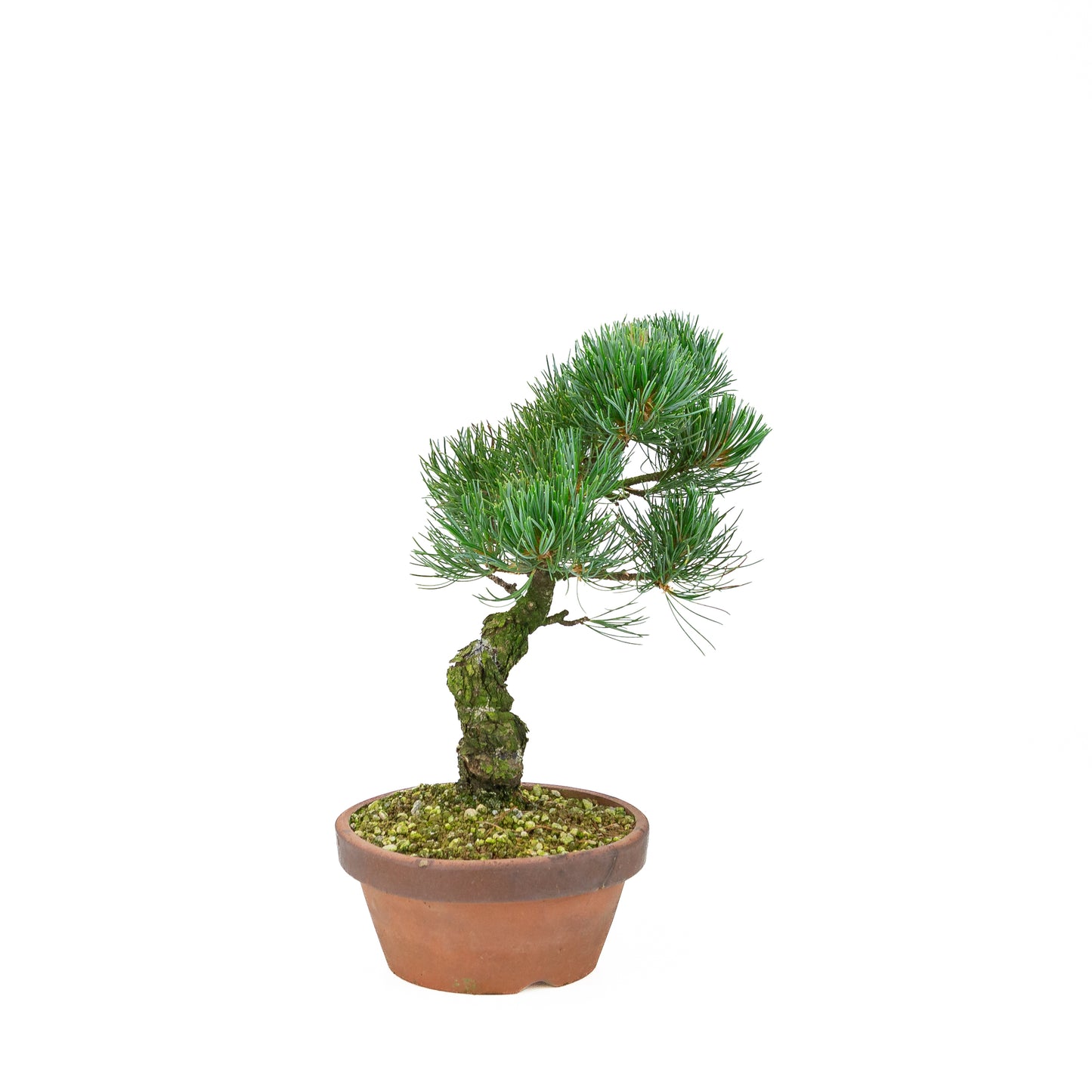 Pinus parviflora (Japanische Weymouth-Kiefer), Höhe ~30 cm