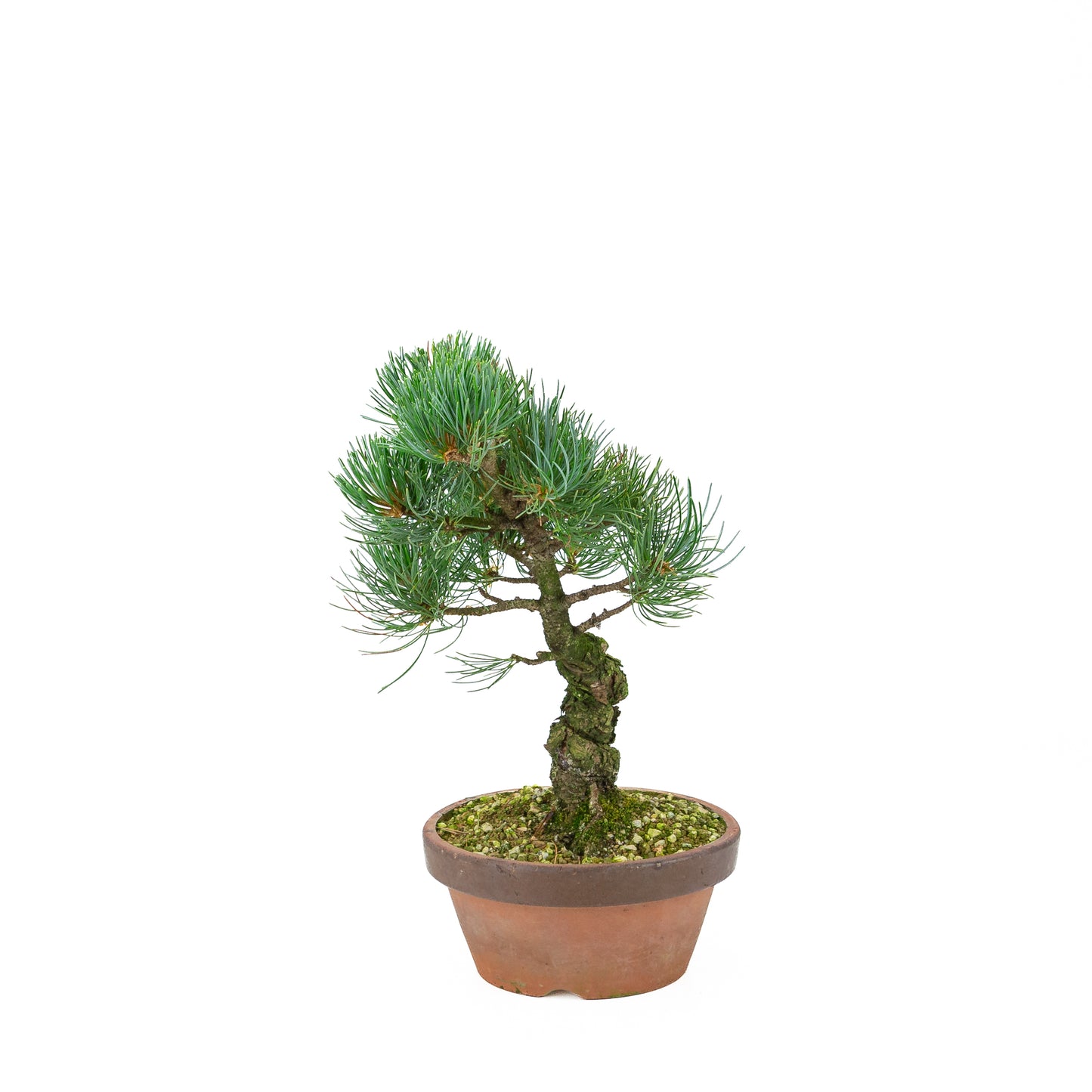 Pinus parviflora (Japanische Weymouth-Kiefer), Höhe ~30 cm