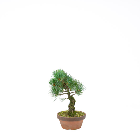 Pinus parviflora (Japanische Weymouth-Kiefer), Höhe ~30 cm